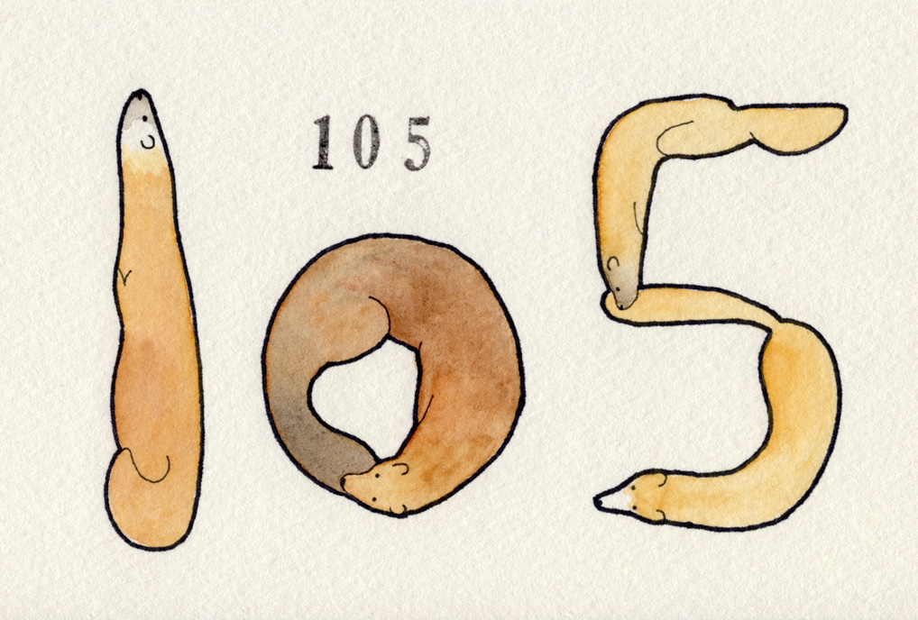 イタチ/クロテン/テン