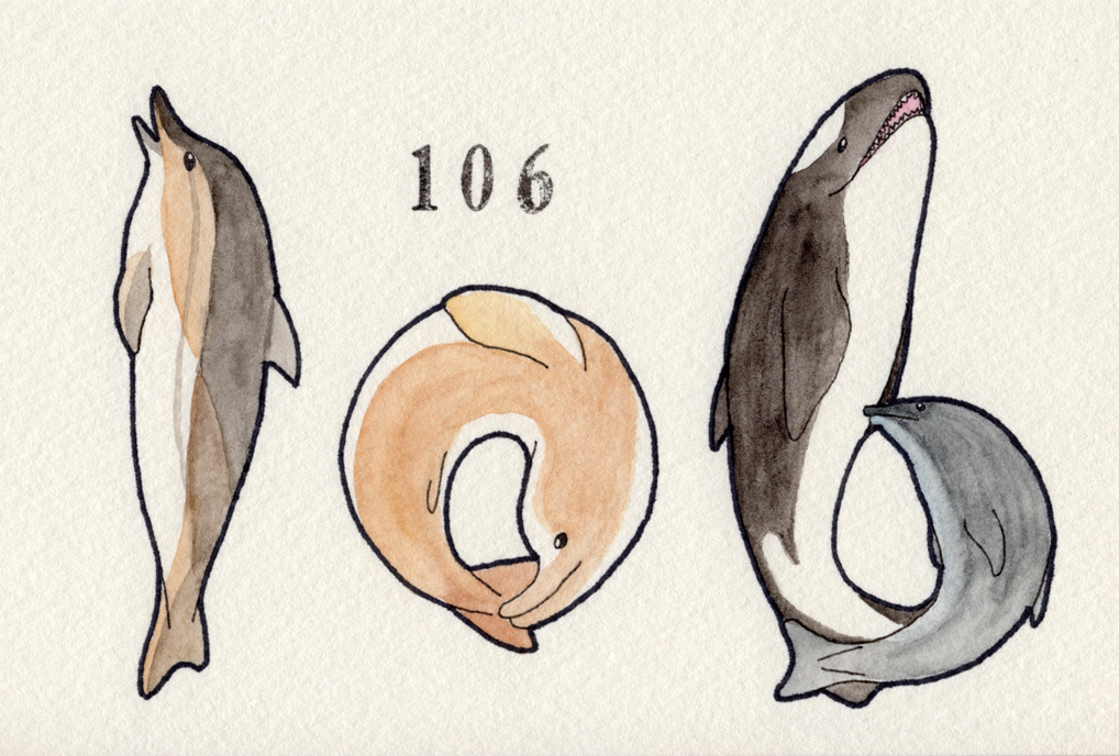 マイルカ/ガンジスカワイルカ/シャチ/バンドウイルカ