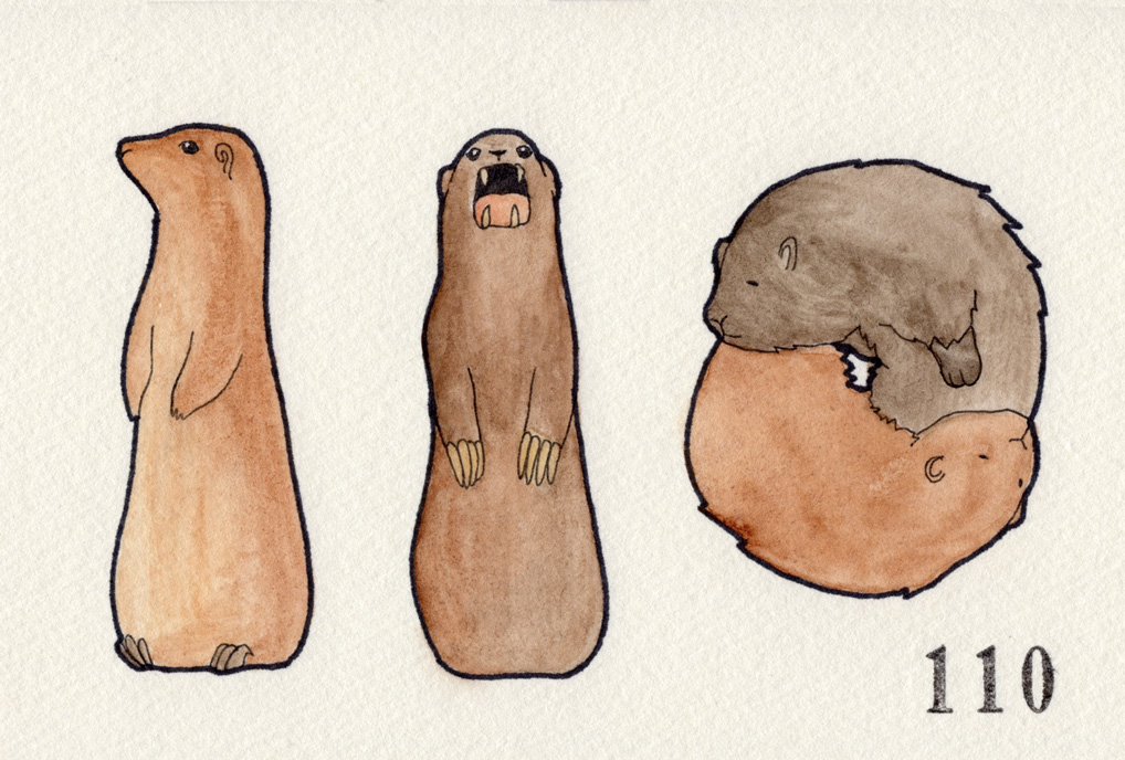 オグロプレーリードッグ/アルプスマーモット/ヨーロッパビーバー/アメリカビーバー