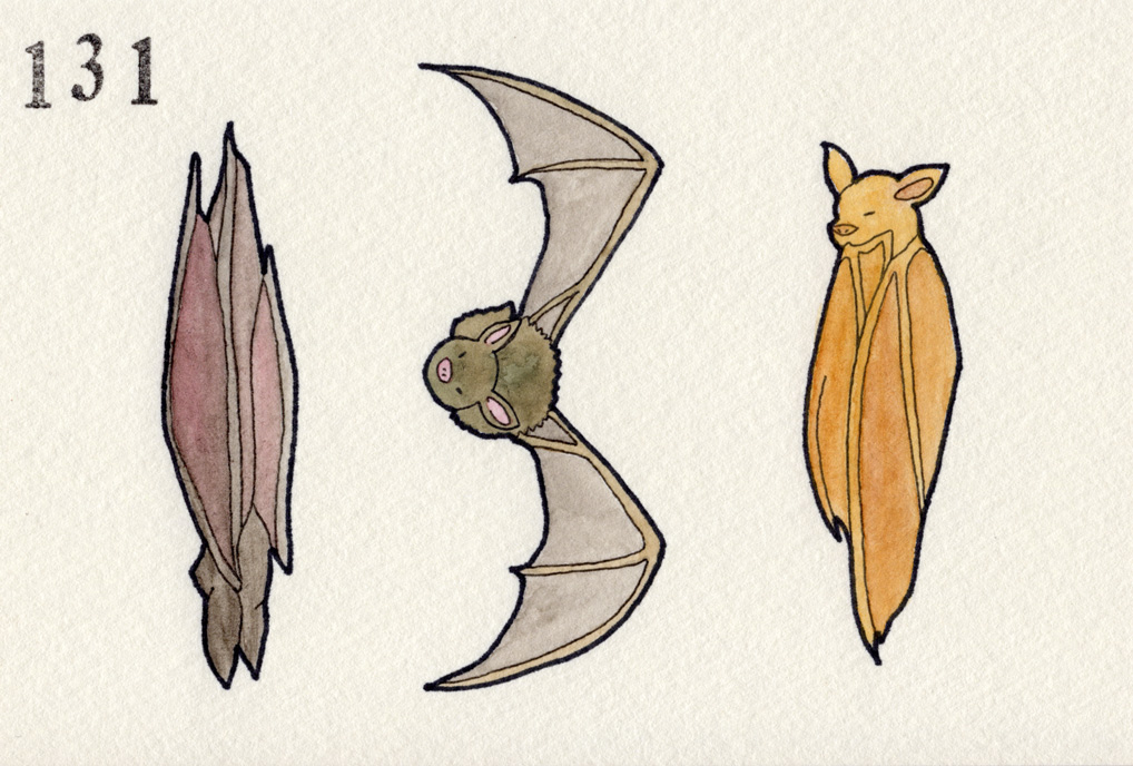 ウサギコウモリ/アブラコウモリ/キティブタバナコウモリ